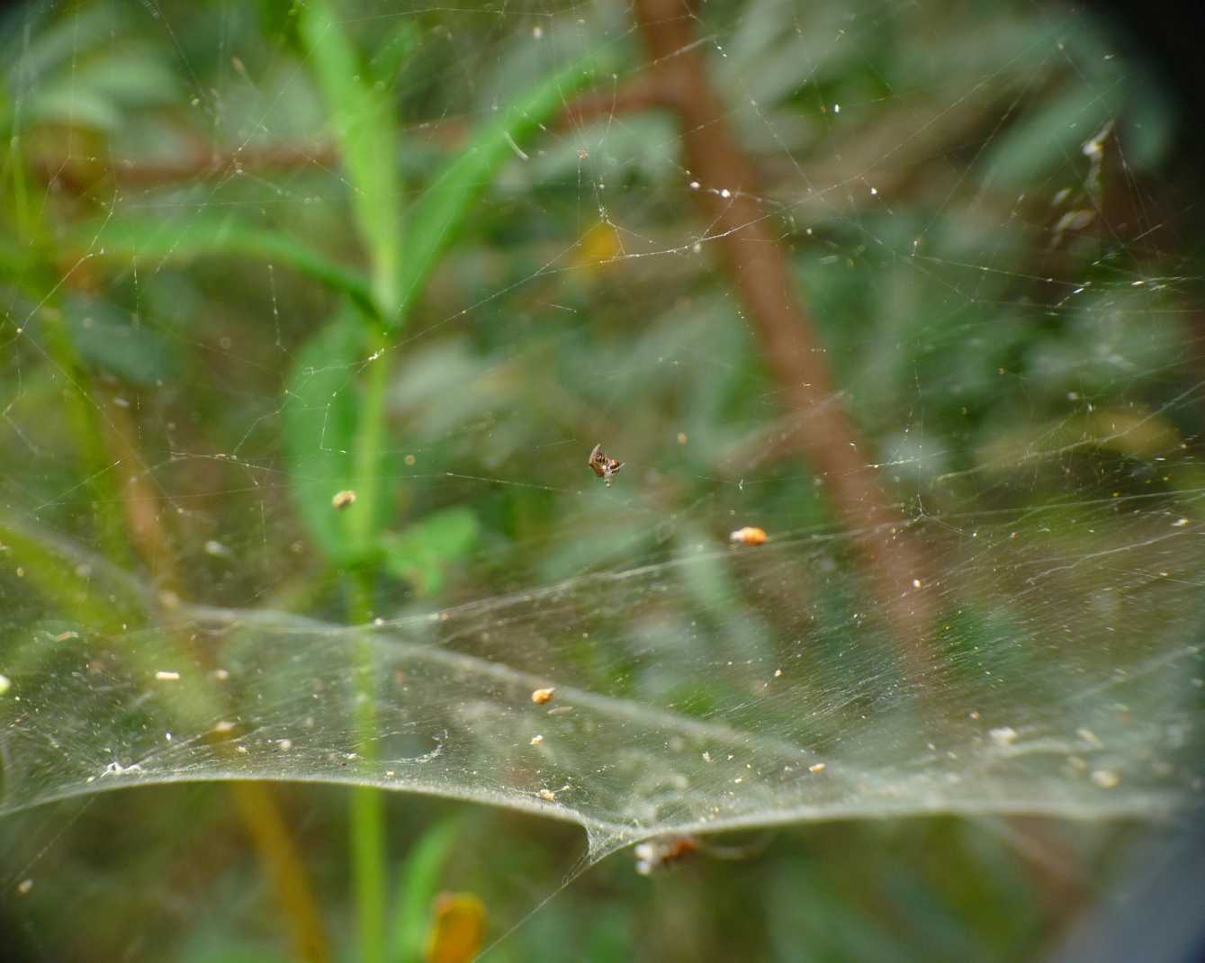 Gli astuti Argyrodes